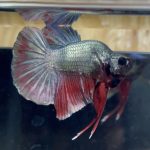 betta20