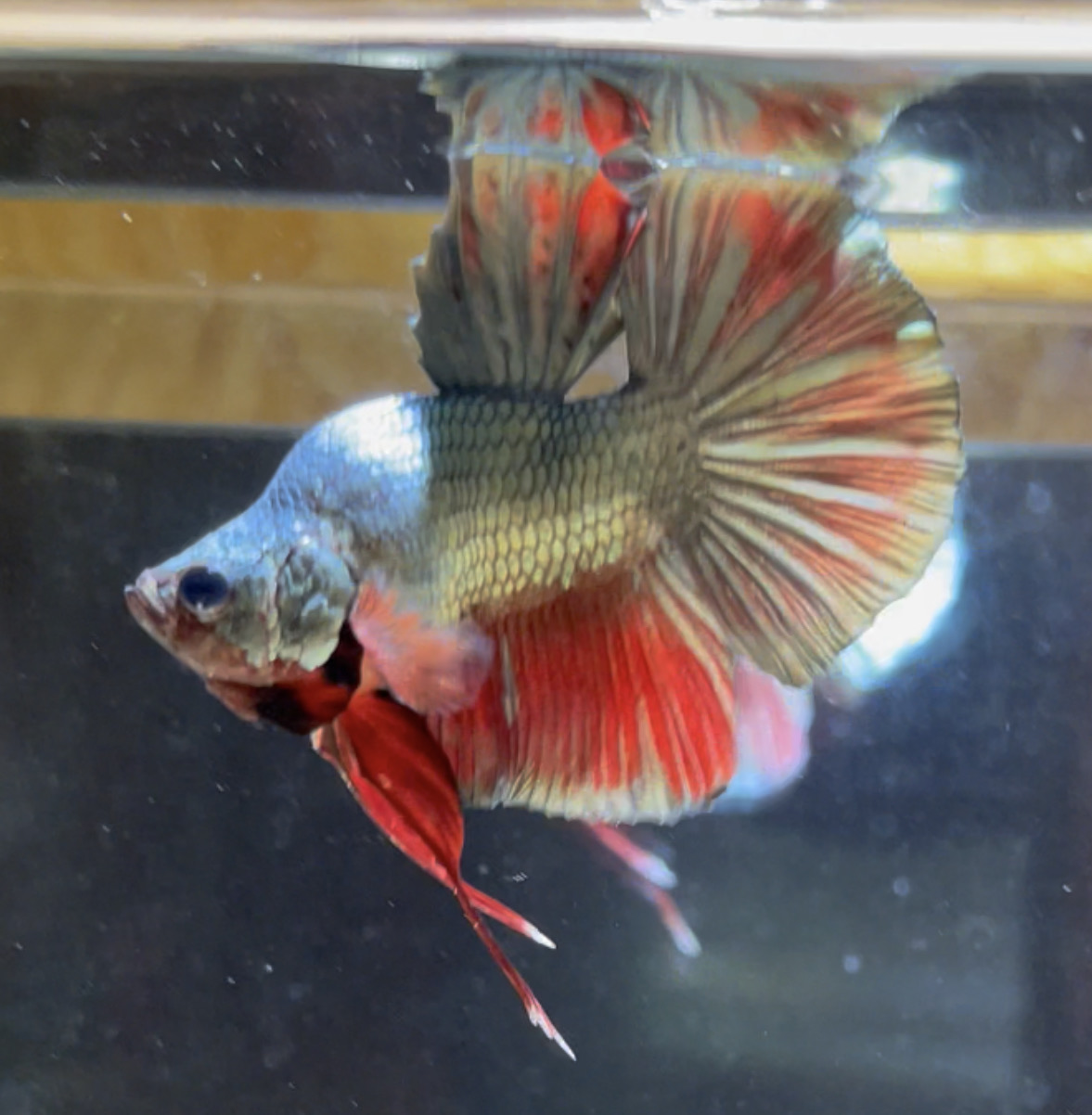 betta20