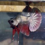 betta20