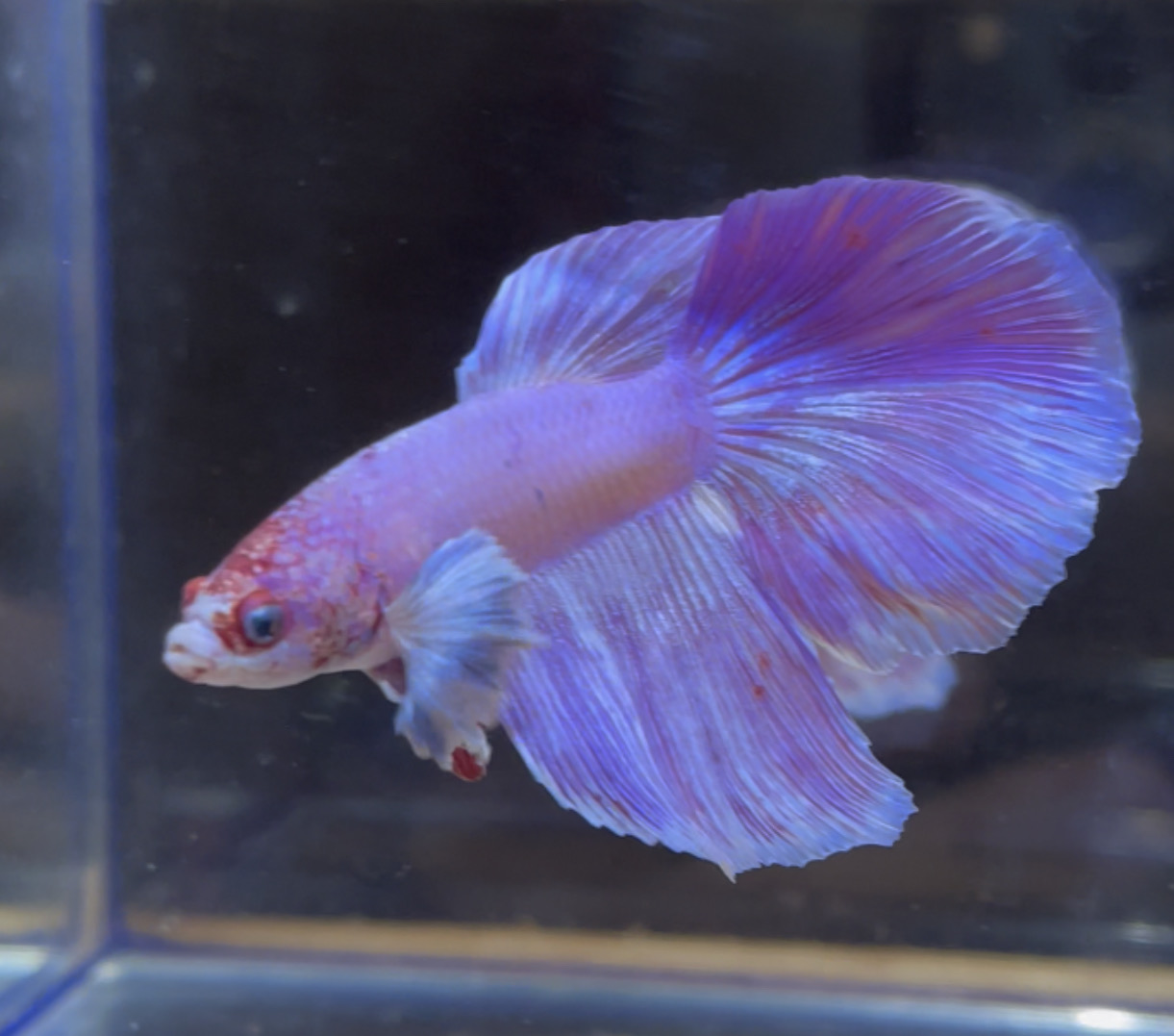 betta19