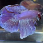 betta19