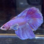 betta19