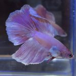 betta19