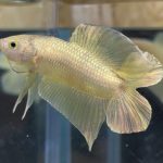 betta18