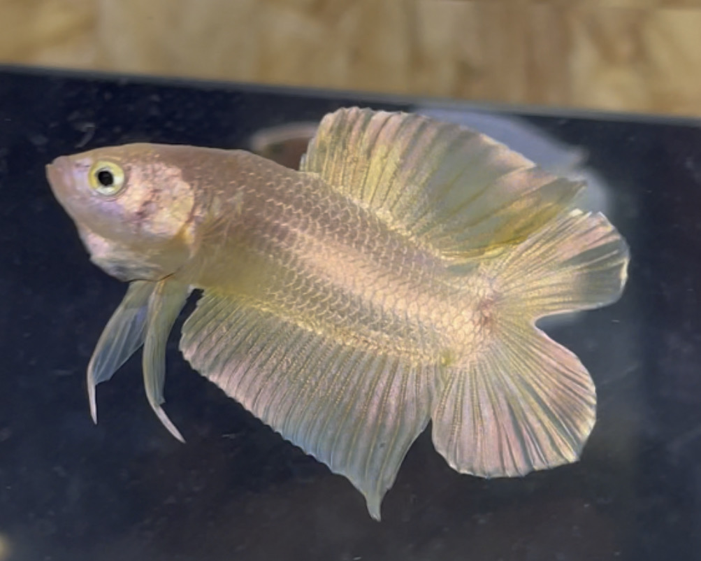 betta18