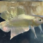 betta18