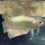betta18