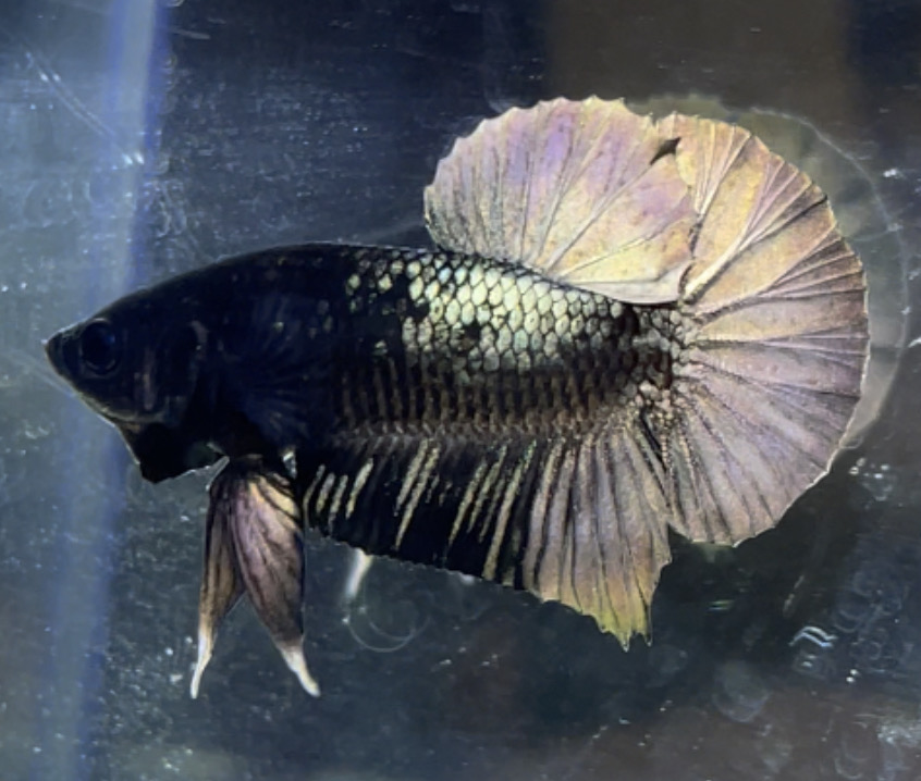 betta26