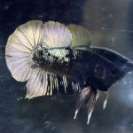 betta26