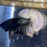 betta26