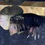 betta26