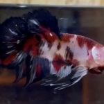 betta17