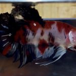 betta17