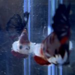 betta17