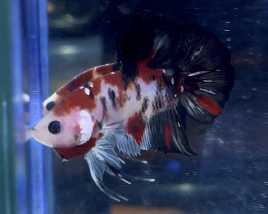 betta17