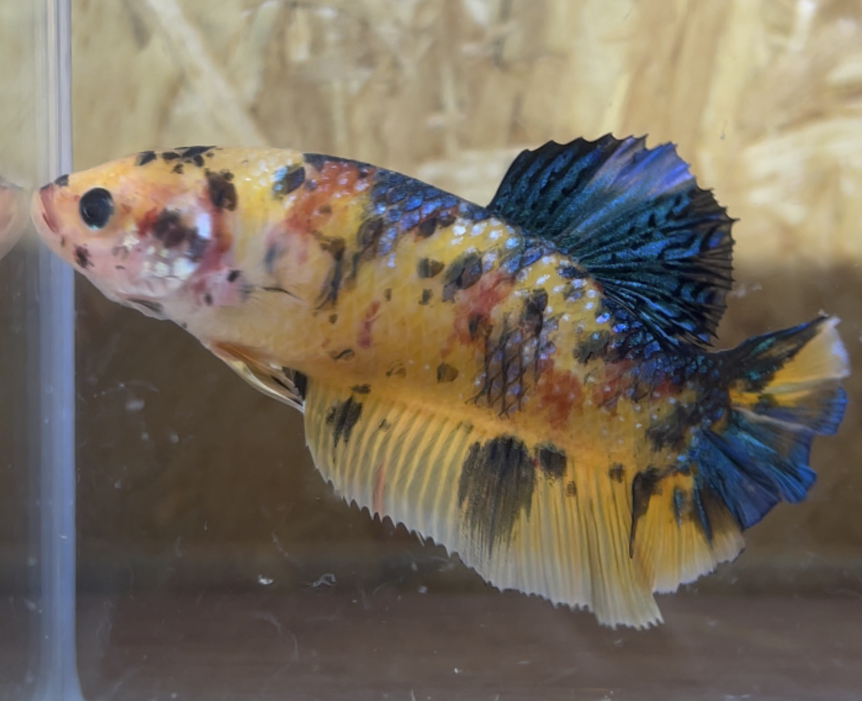 betta35