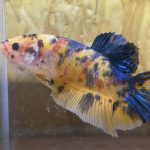 betta35