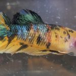 betta35