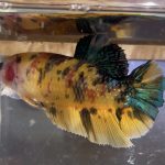 betta35