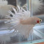 betta32
