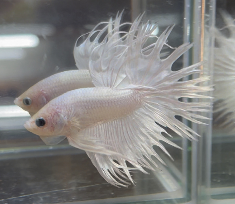 betta32