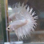 betta32