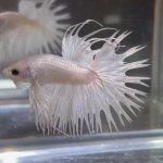 betta32