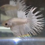 betta32