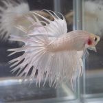 betta32