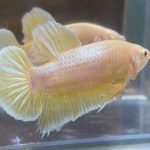 betta33