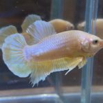 betta33