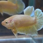 betta33