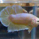 betta33