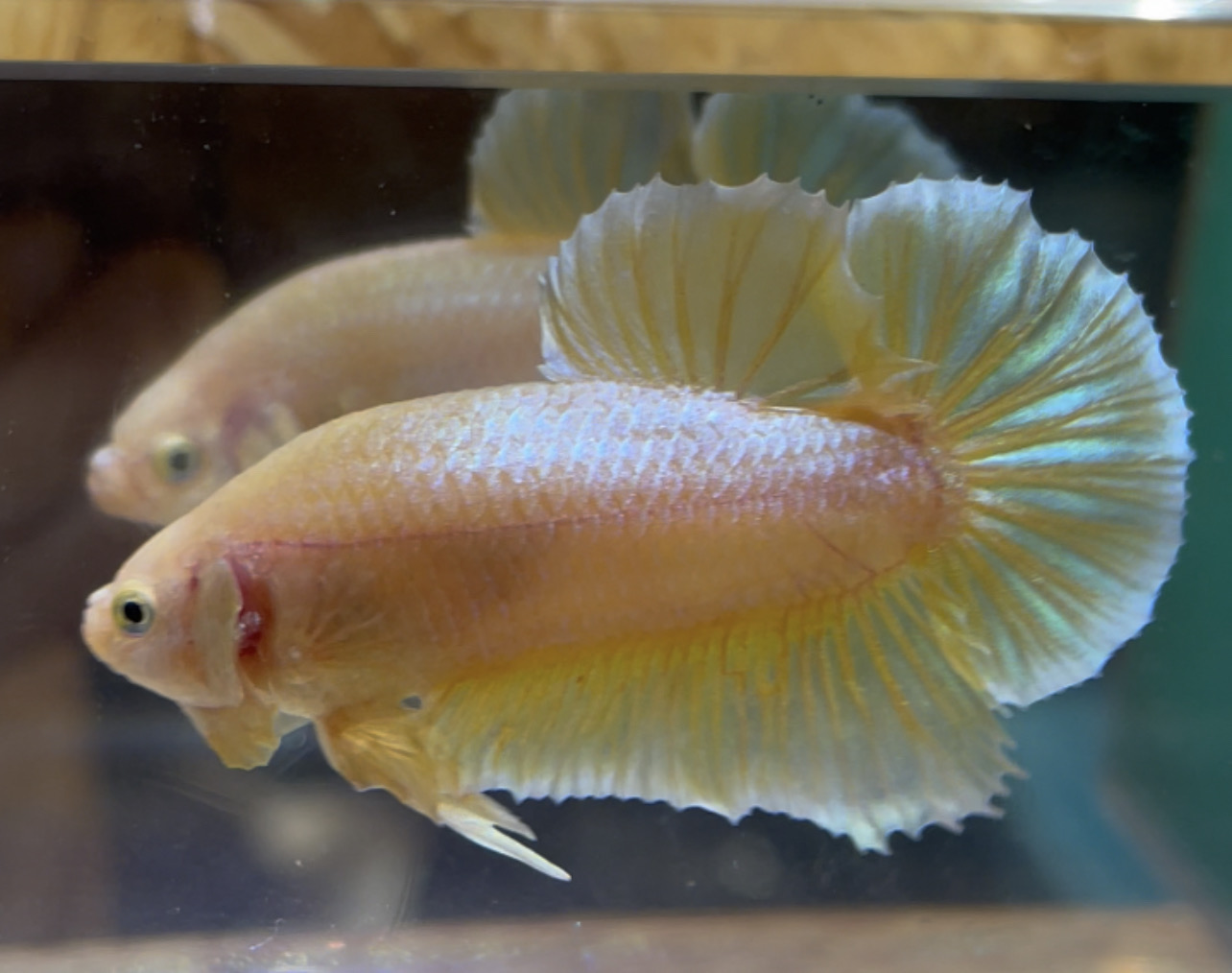 betta33