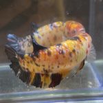 betta34