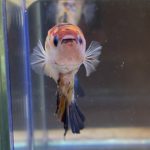 betta34
