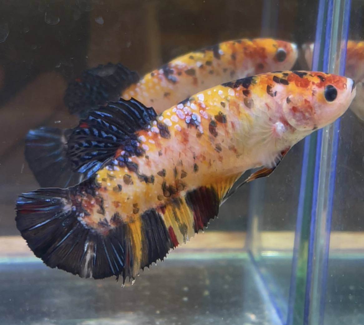 betta34
