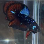 betta31