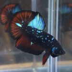 betta31
