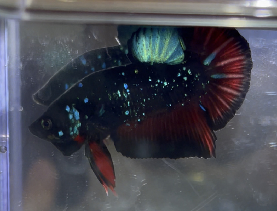 betta31