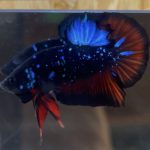 betta31