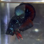 betta31