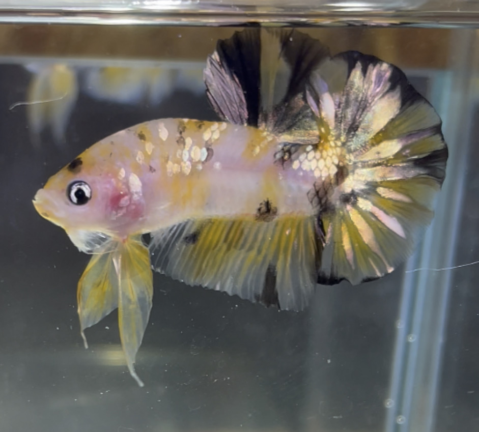 betta30