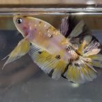 betta30