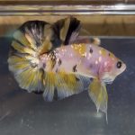 betta30