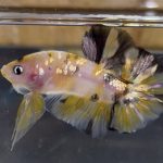 betta30