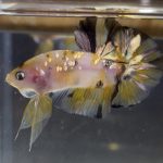 betta30