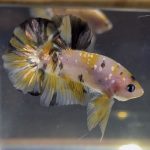 betta30