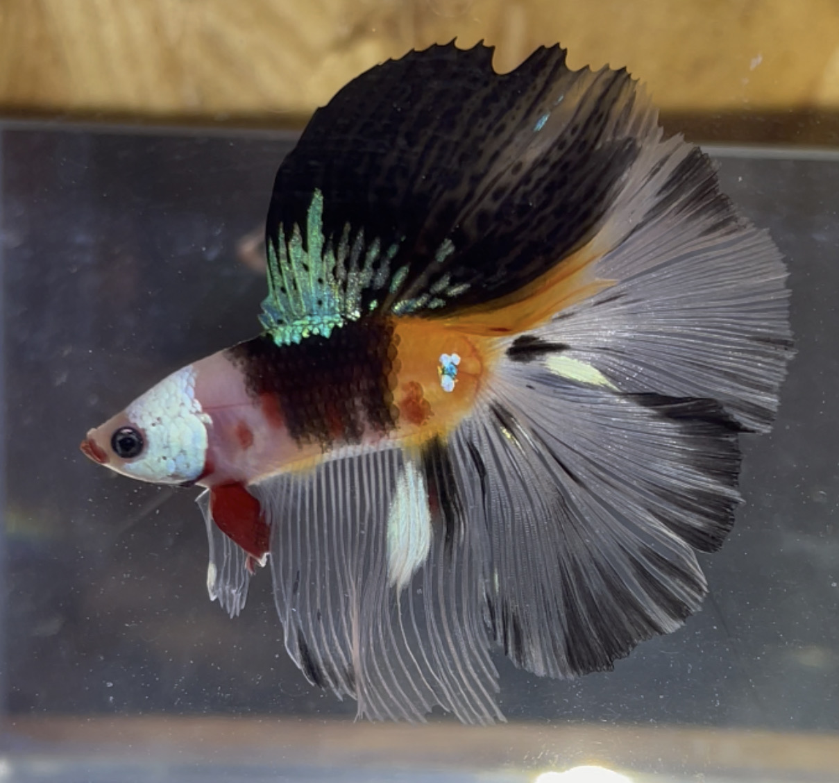 betta29
