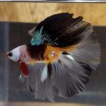 betta29